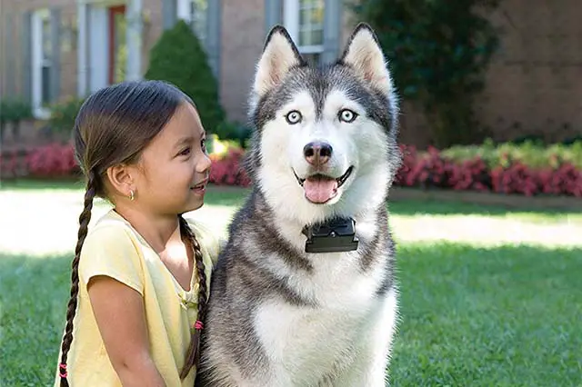 Con un collare anti-fuga, il vostro animale domestico è protetto