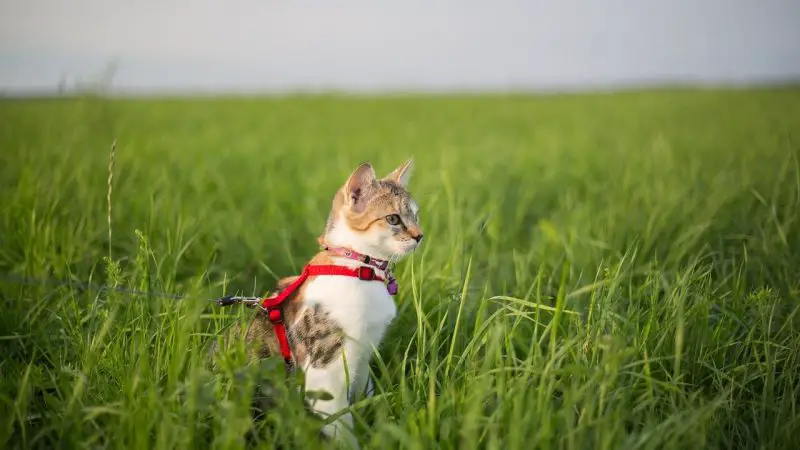 Wie führt man seine Katze an der Leine spazieren?