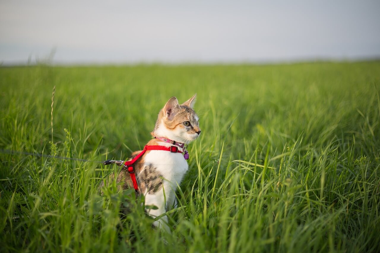 Wie führt man seine Katze an der Leine spazieren?