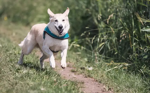 ¿Cómo acicalar a un perro caníbal?