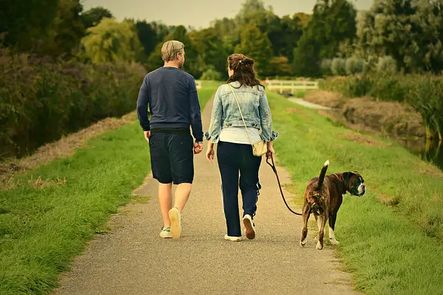 Portare a spasso il cane: 3 consigli per la massima tranquillità