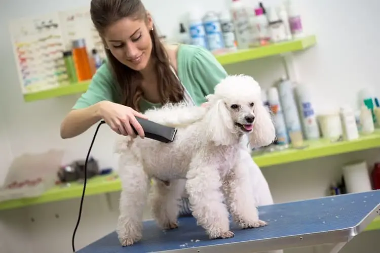 ¿En qué consiste el programa de formación de peluquero canino?