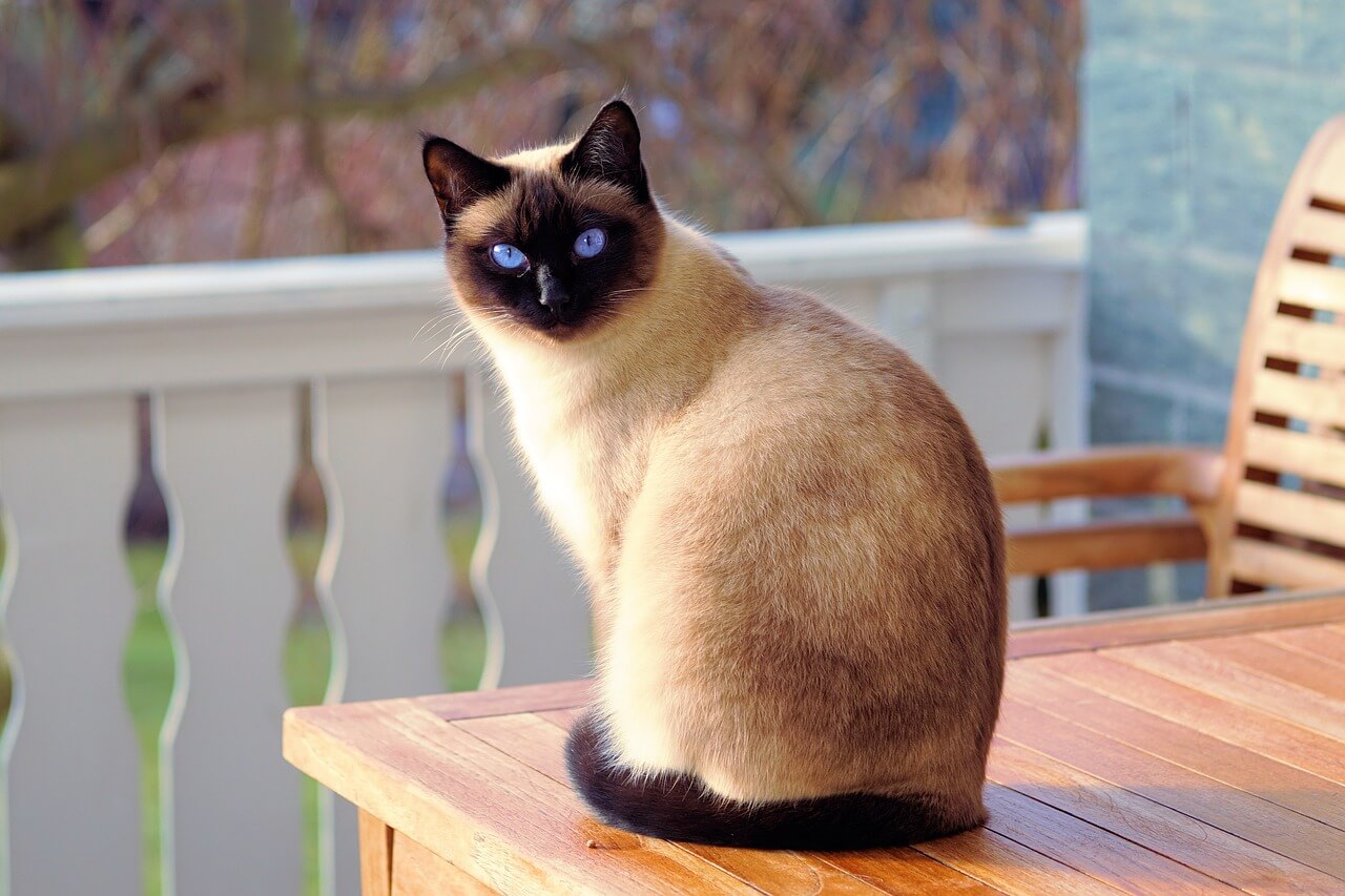 Katzenaccessoires: Wie kann man die Ausgaben begrenzen?