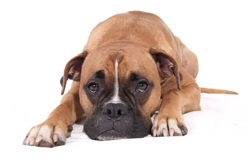 Choroba zwyrodnieniowa stawów u psów – naturalne leczenie