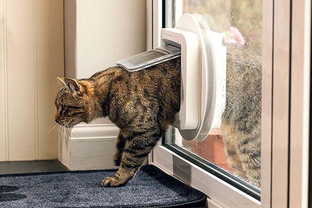 Comment Choisir Sa Chatiere Toilettage Chiens Chats