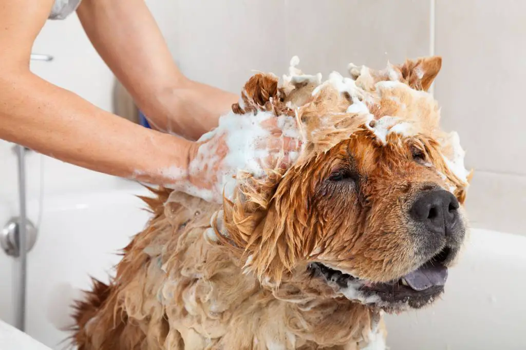 Wie wäscht man einen Hund?