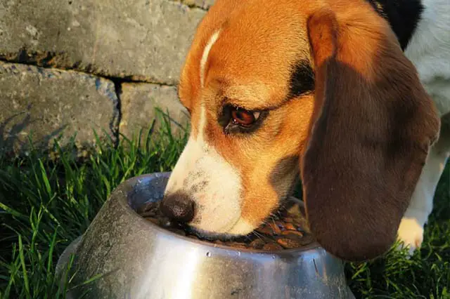 Quelle est la croquette idéale pour son chien ?