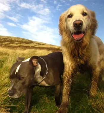 Quando pulire il cane?