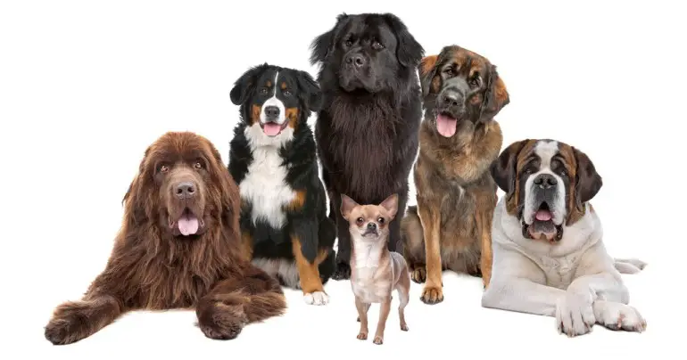 Hundefutter: Trockenfutter, Haushaltsfutter oder BARF?