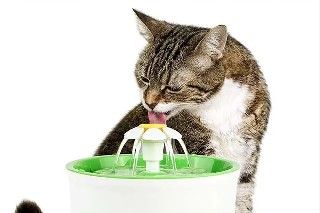 Wie bringen Sie Ihre Katze dazu, aus ihrem Wasserspender zu trinken?