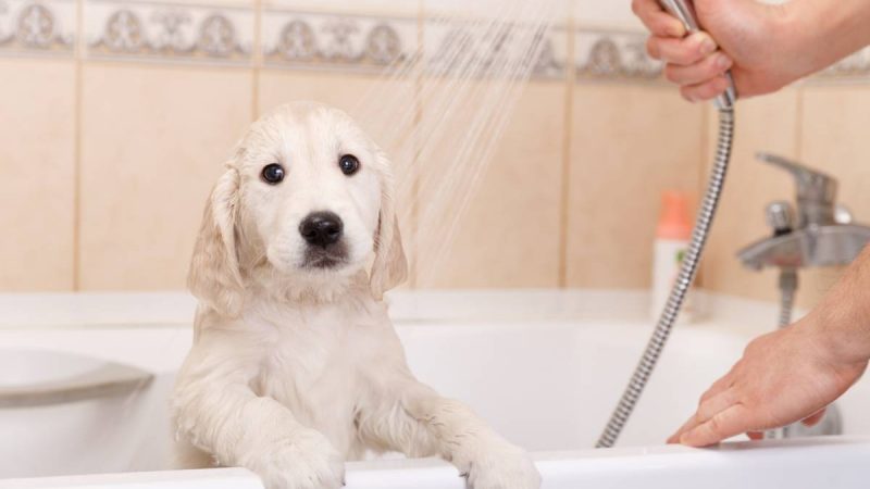 Comment utiliser un shampoing pour chien