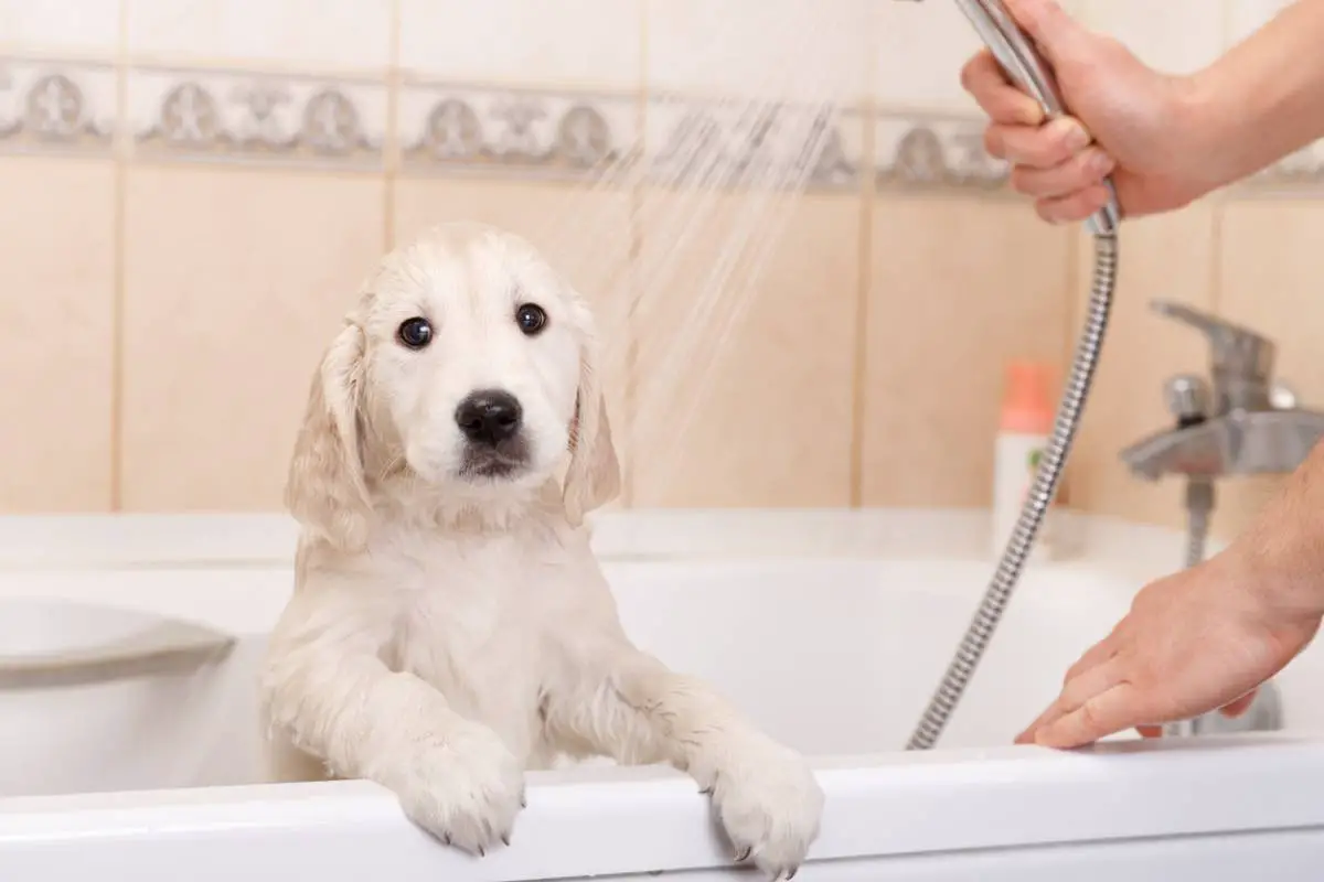 Wie man ein Hundeshampoo benutzt