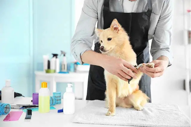 ¿Qué es la peluquería canina? 12 pasos para cepillar a su perro