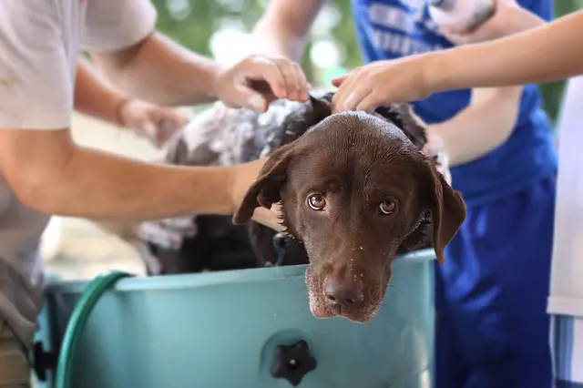 Evde veya oturma odasında, köpeğimi nerede tımar edeceğim?