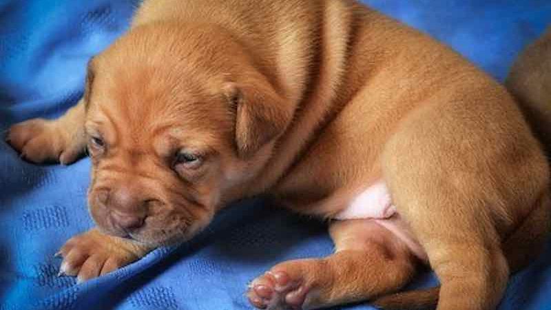 Comment garder sa maison propre lorsqu’on a un chien ?