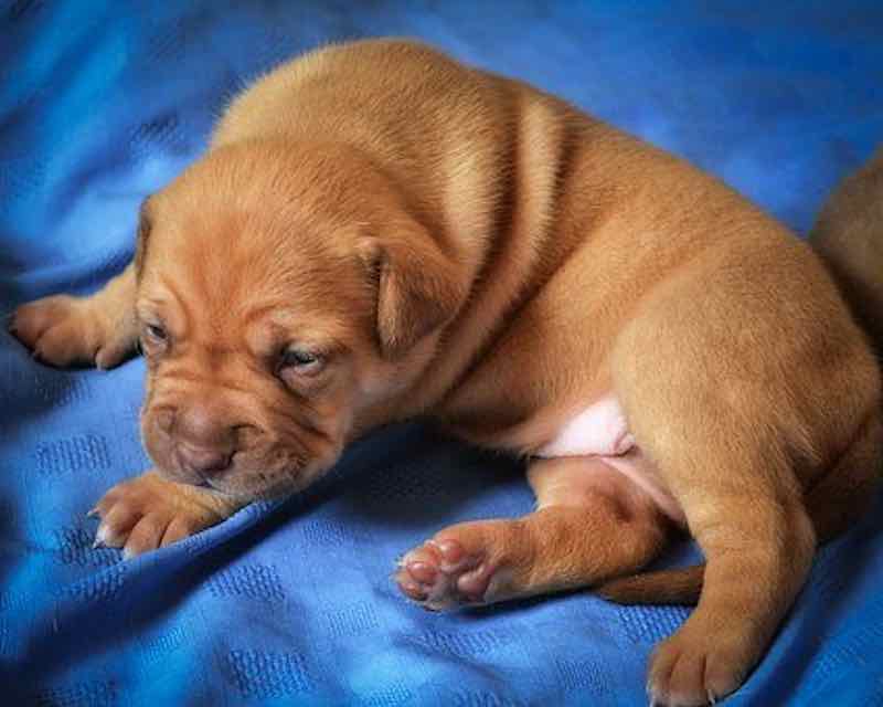 Como se mantém a casa limpa quando se tem um cão?