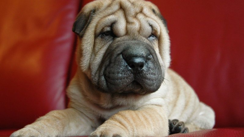 Le Shar-pei : Comprendre toute une race