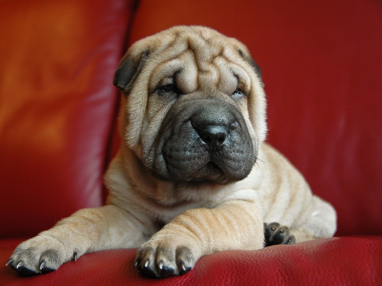 O Shar-pei: Compreender uma raça inteira