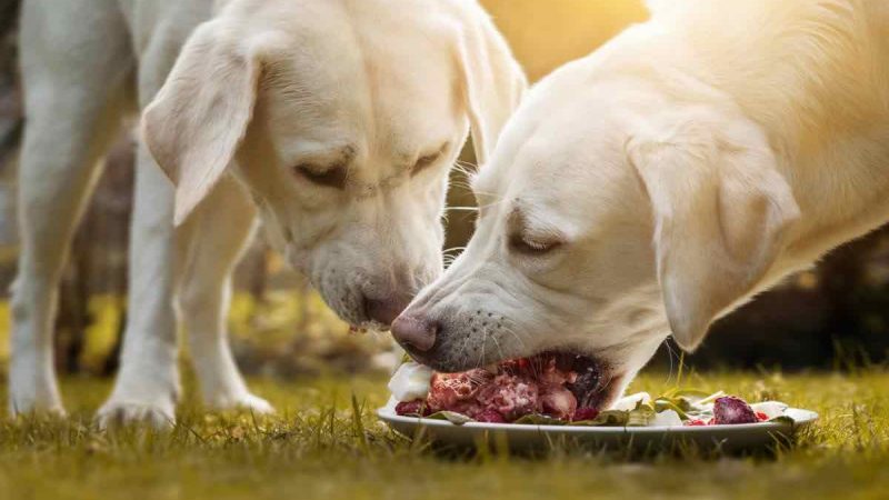 Le chien est-il un carnivore ?