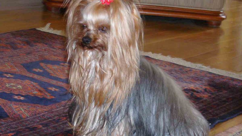 Comment bien toiletter son chien ?