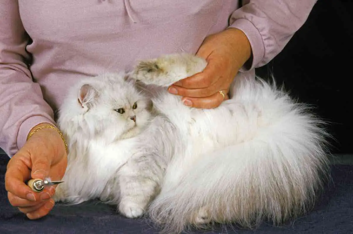 comment prendre soin d un chat a poils longs