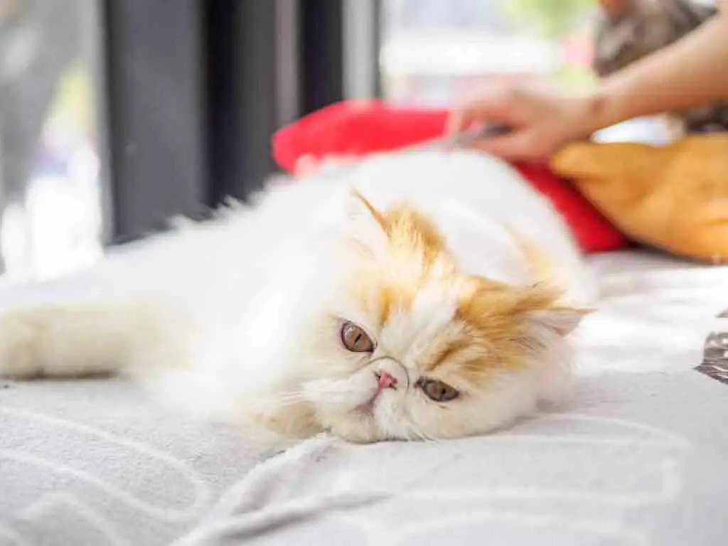 ¿Cómo cuidar a un gato de pelo largo?