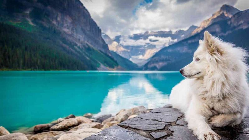 7 façons de prendre soin du pelage de votre chien