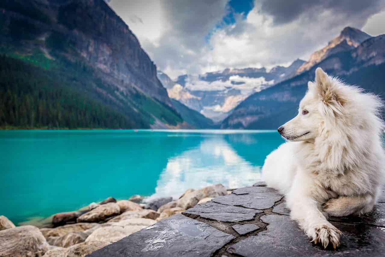 7 Möglichkeiten, das Fell Ihres Hundes zu pflegen