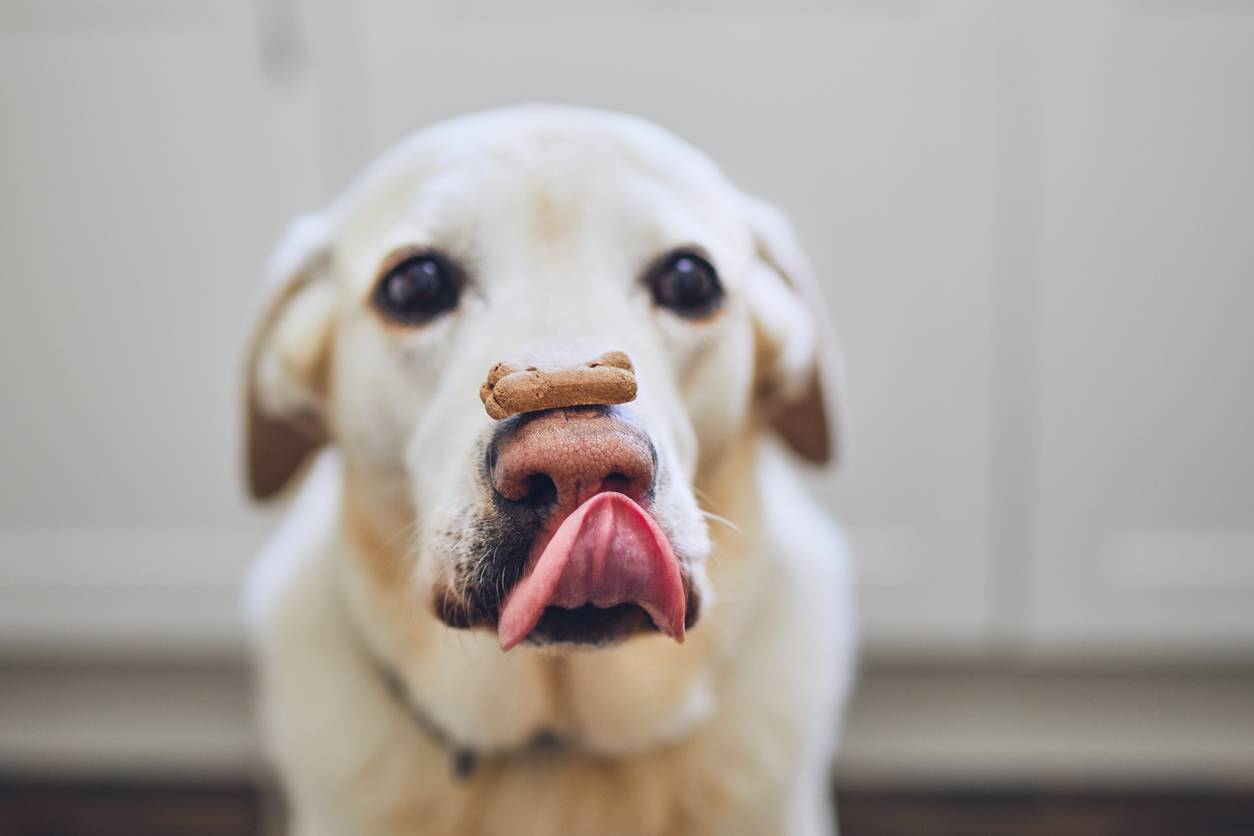 chien croquettes