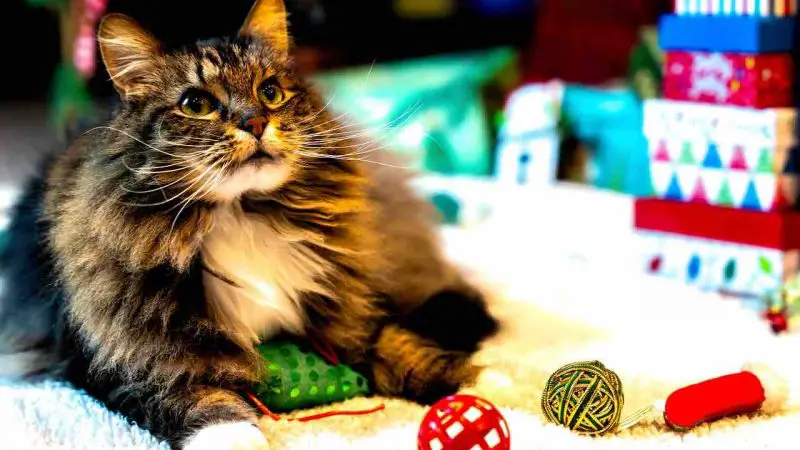 Jouets pour chats faits maison : Des idées simples et amusantes 
