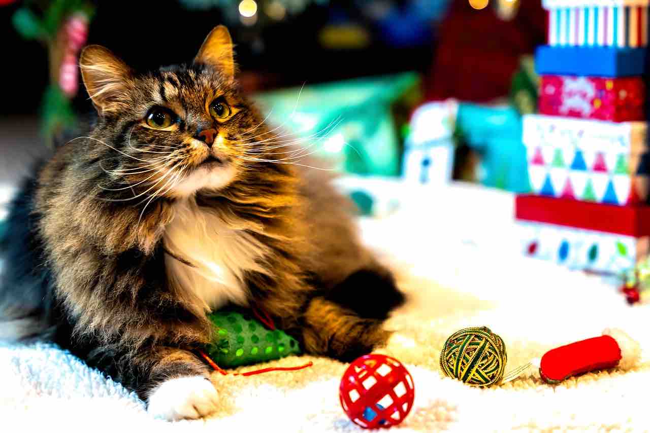 Zelfgemaakte kattenspeeltjes: eenvoudige en leuke ideeën