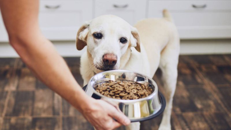 Pourquoi la viande doit-elle intégrer les croquettes de nos chiens ?
