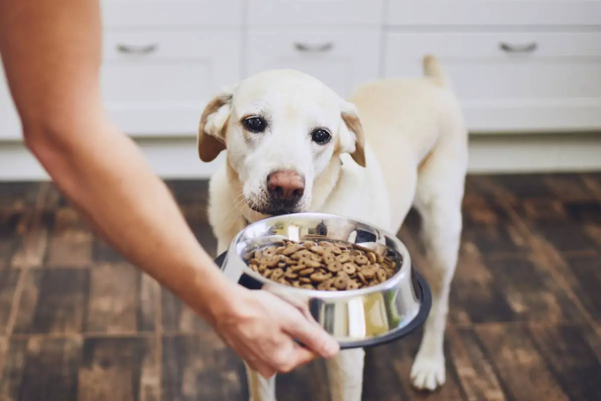 Pourquoi la viande doit-elle intégrer les croquettes de nos chiens ?