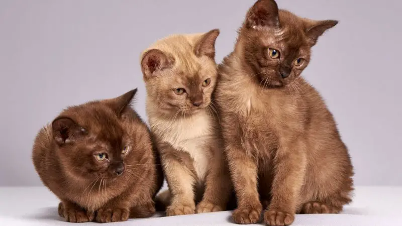 Top 3 der besten Nahrungsergänzungsmittel für Katzen