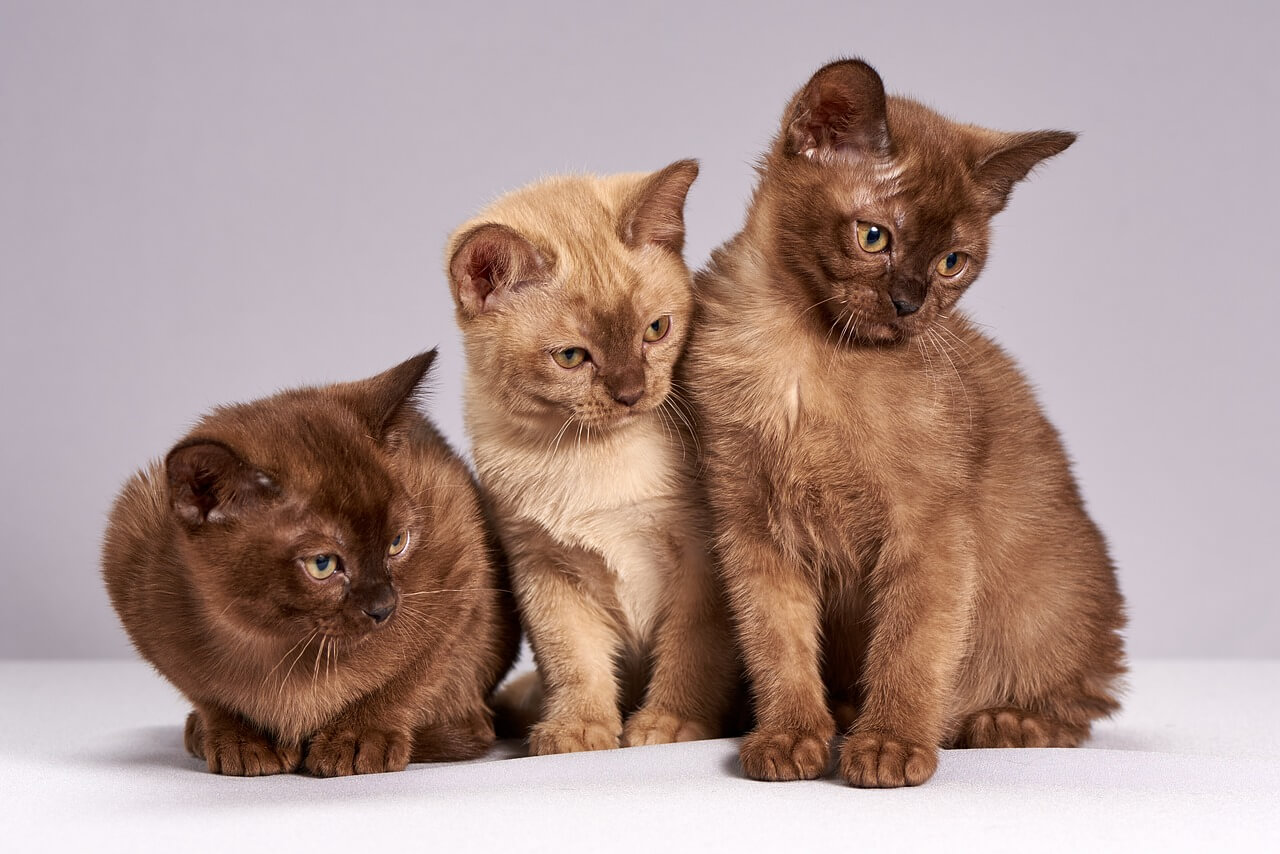 Top 3 der besten Nahrungsergänzungsmittel für Katzen