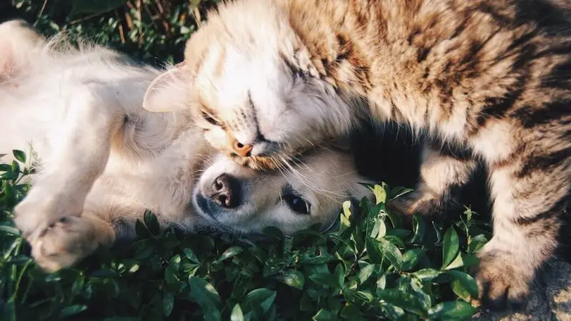 5 consigli per contribuire al benessere del vostro animale domestico