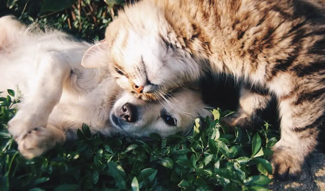 5 Tipps, wie Sie zum Wohlbefinden Ihres Haustiers beitragen können