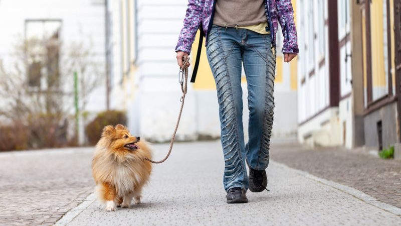 Collier de dressage pour chien : pourquoi et comment l’utiliser ?