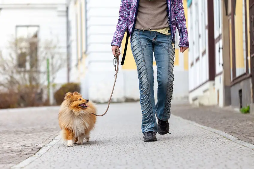 Hondentrainingshalsband: waarom en hoe te gebruiken?