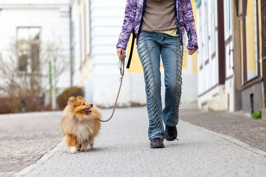 Collier de dressage pour chien : pourquoi et comment l’utiliser ?