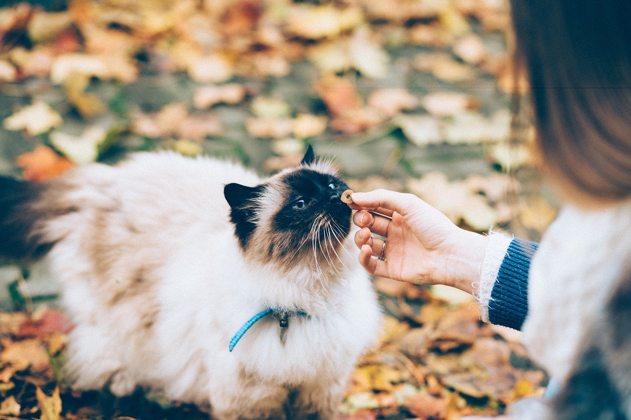 coleira personalizada para gatos