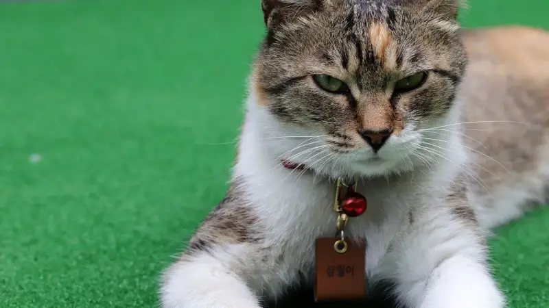 Quels sont les avantages d’un collier personnalisé pour chat ?
