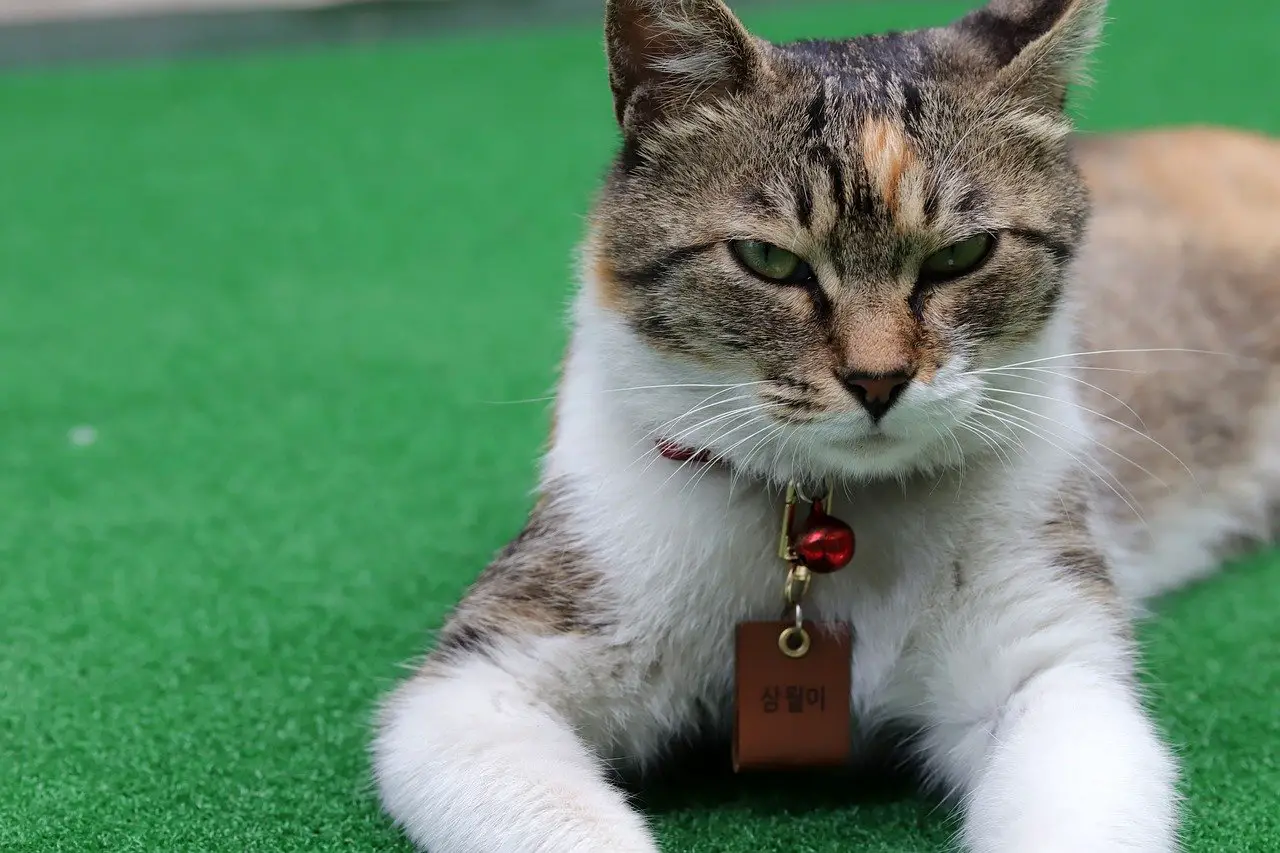 ¿Cuáles son las ventajas de un collar personalizado para gatos?