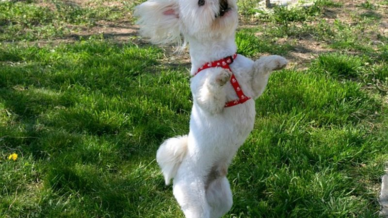 O que é ObeRhythm ou Dog Dance?