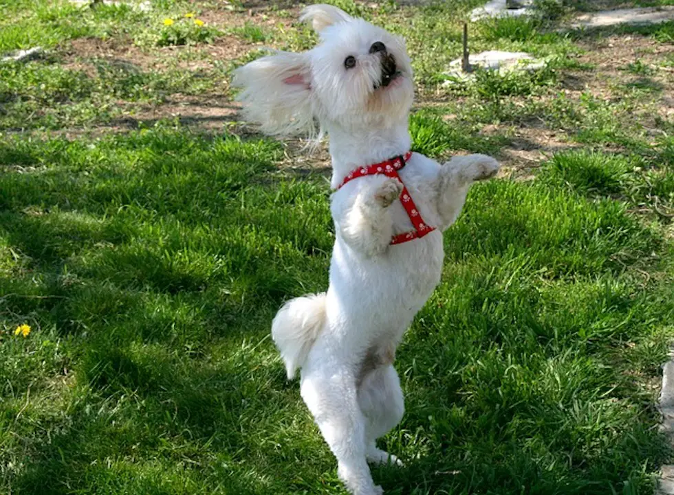 Was ist ObéRythmée oder Dog Dance?