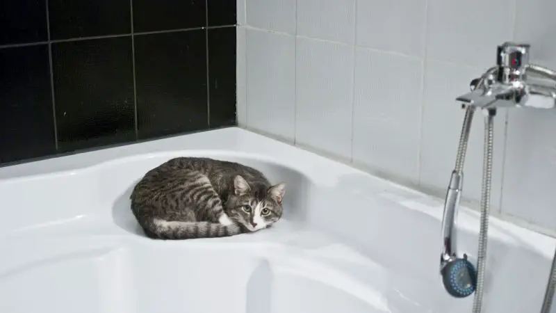 Toilettage Chaton : Comment toiletter un chaton sans se faire griffer ?