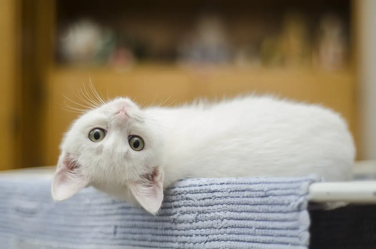 toelettatura del gattino bianco