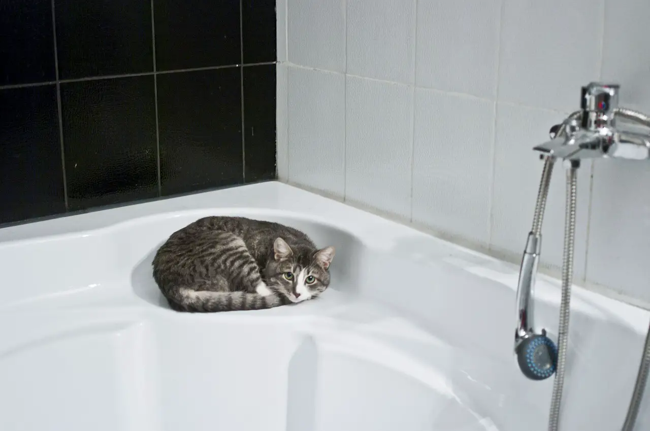 Toilettage Chaton : Comment toiletter un chaton sans se faire griffer ?