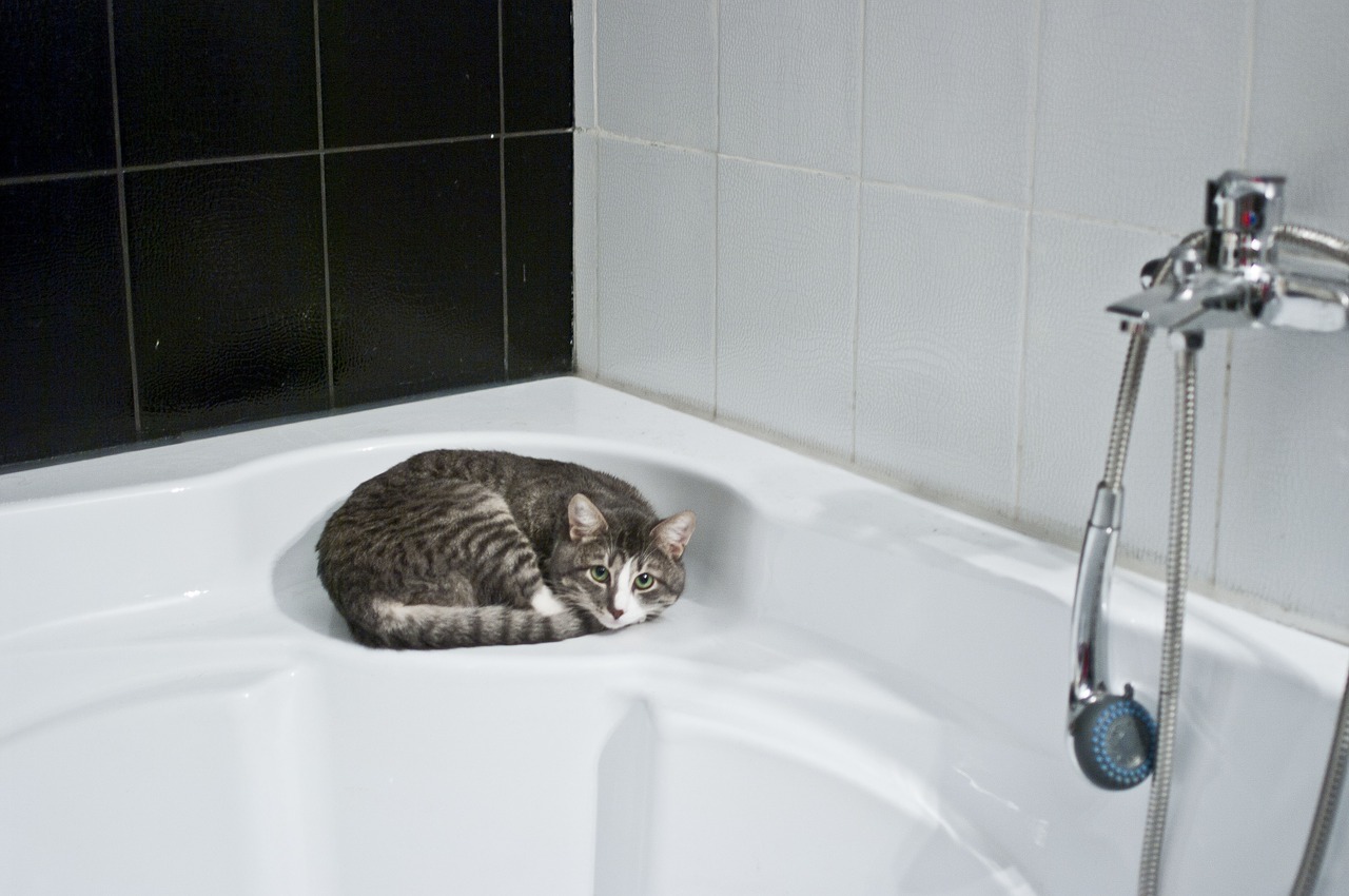 Toilettage Chaton : Comment toiletter un chaton sans se faire griffer ?