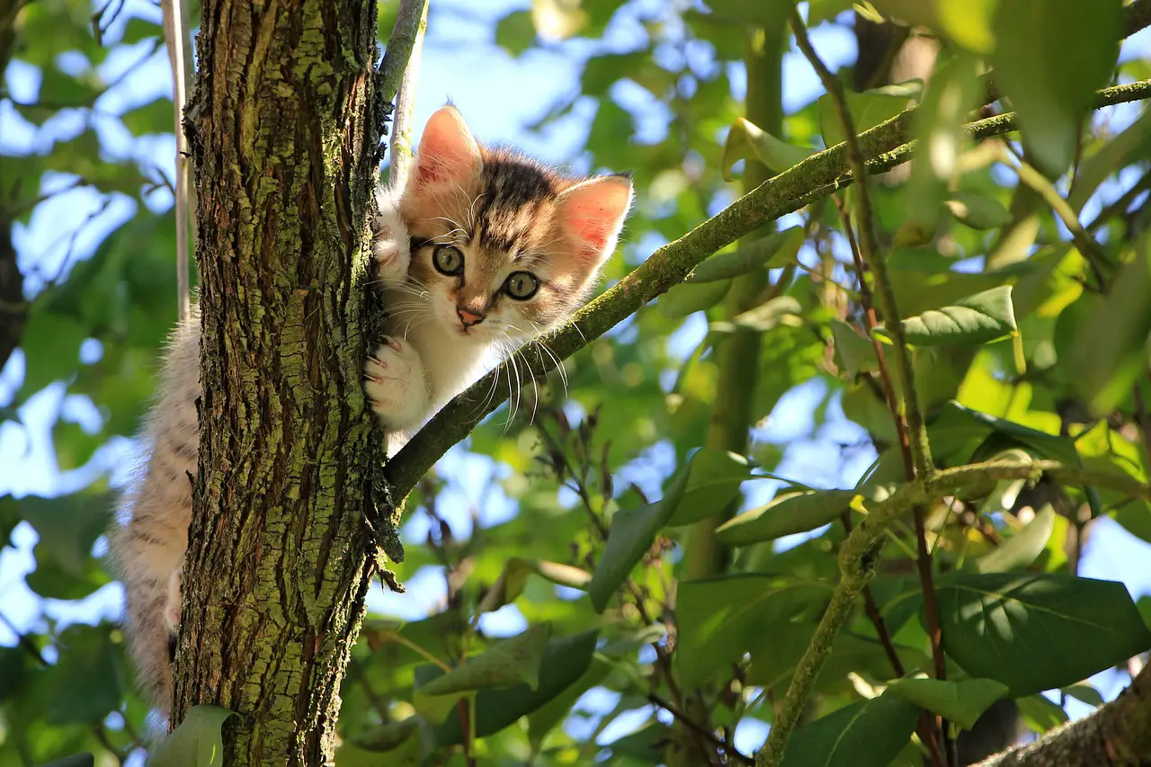 Kittenvoer: hoe geef je een kitten van 2 maanden te eten?